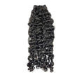 Burmese Curly